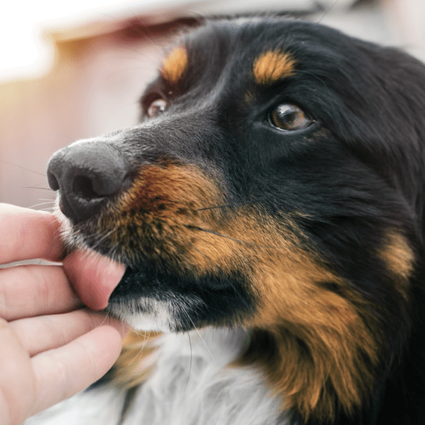 Lo que tu mascota no te dice, pero su cuerpo sí